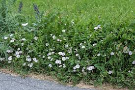 Attēlu rezultāti vaicājumam “Convolvulus arvensis”