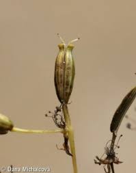 Attēlu rezultāti vaicājumam “Chaerophyllum aromaticum fruit”