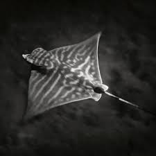 Image result for Aetomylaeus bovinus