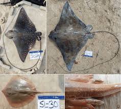 Image result for Aetobatus ocellatus