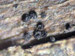 Attēlu rezultāti vaicājumam “Neocudoniella albiceps”