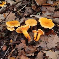 Attēlu rezultāti vaicājumam “Hygrophoropsis aurantiaca”