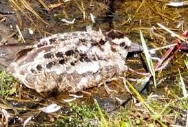 Attēlu rezultāti vaicājumam “Scolopax rusticola nest”