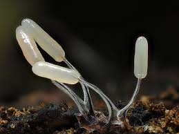 Attēlu rezultāti vaicājumam “Stemonitopsis typhina young”