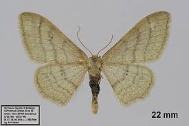 Attēlu rezultāti vaicājumam “Idaea straminata”