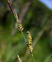 Attēlu rezultāti vaicājumam “Carex lasiocarpa leaf”
