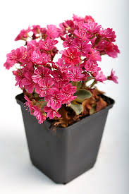 Image result for Bitterwurz