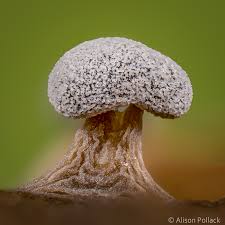 Attēlu rezultāti vaicājumam “Comatricha fragilis macro”