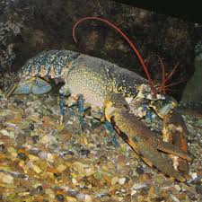 Image result for Homarus gammarus