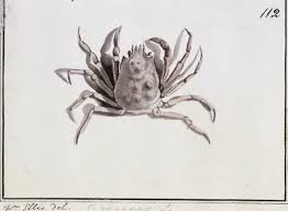 Image result for Hyas araneus