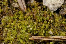 Attēlu rezultāti vaicājumam “Isopaches bicrenatus”