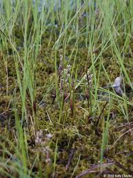 Attēlu rezultāti vaicājumam “Scheuchzeriaceae”