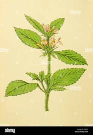 Attēlu rezultāti vaicājumam “Galeopsis tetrahit leaf”