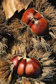 Attēlu rezultāti vaicājumam “Castanea sativa  fruit”