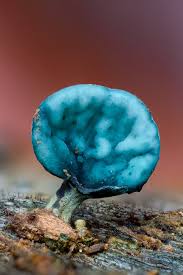 Attēlu rezultāti vaicājumam “Chlorociboria aeruginascens”