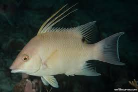 Image result for Lachnolaimus maximus