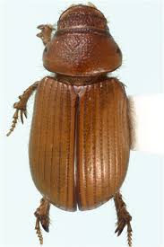 Attēlu rezultāti vaicājumam “Aegialia arenaria”