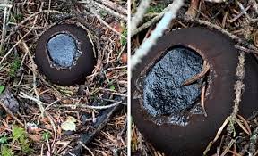 Attēlu rezultāti vaicājumam “Sarcosoma globosum”