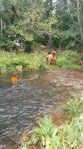 Image result for Dalkeith Park Equestrian Club