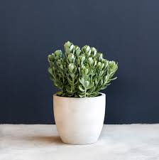 Attēlu rezultāti vaicājumam “Senecio”