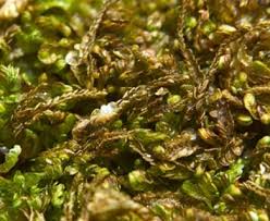 Attēlu rezultāti vaicājumam “Odontoschisma sphagni”