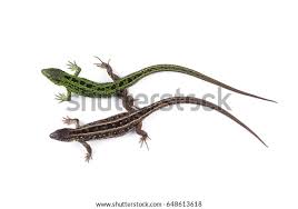 Attēlu rezultāti vaicājumam “Lacerta agilis male”