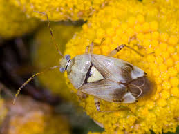 Attēlu rezultāti vaicājumam “Lygus pratensis imago”
