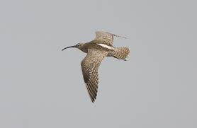Attēlu rezultāti vaicājumam “Numenius phaeopus adult”