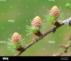 Attēlu rezultāti vaicājumam “Larix decidua flower”