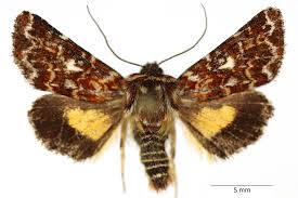 Attēlu rezultāti vaicājumam “Anarta myrtilli”