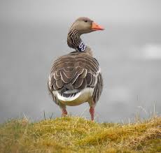 Attēlu rezultāti vaicājumam “Anser anser”