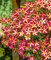 Image result for Petunia hybrida