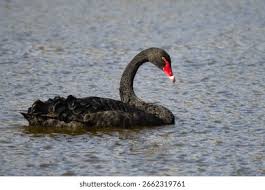 Attēlu rezultāti vaicājumam “Cygnus atratus”