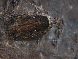 Attēlu rezultāti vaicājumam “Agonopterix hypericella”