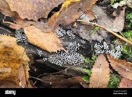 Attēlu rezultāti vaicājumam “Stemonitopsis typhina spores”