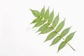 Attēlu rezultāti vaicājumam “Juglans cinerea leaf”