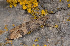 Attēlu rezultāti vaicājumam “Nomophila noctuella”