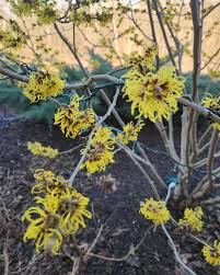 Attēlu rezultāti vaicājumam “Hamamelis mollis”