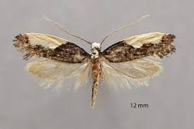 Attēlu rezultāti vaicājumam “Monopis monachella”