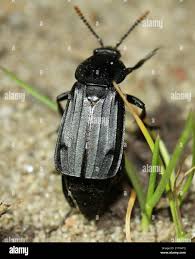 Attēlu rezultāti vaicājumam “Necrodes littoralis”