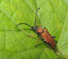 Attēlu rezultāti vaicājumam “Leptura rubra male”