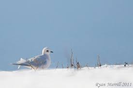 Image result for Rhodostethia rosea