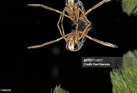 Attēlu rezultāti vaicājumam “Notonecta glauca”