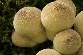 Attēlu rezultāti vaicājumam “Reticularia lycoperdon young”