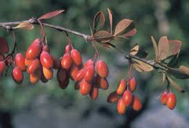Attēlu rezultāti vaicājumam “Berberis vulgaris”