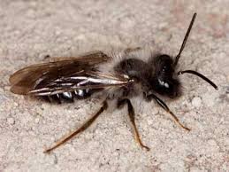 Attēlu rezultāti vaicājumam “Andrena vaga”