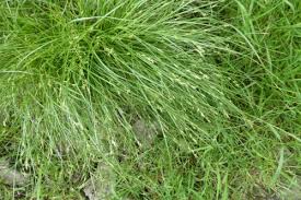 Attēlu rezultāti vaicājumam “Carex remota fruit”