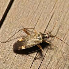 Attēlu rezultāti vaicājumam “Adelphocoris quadripunctatus”