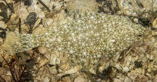 Image result for Parophrys vetulus