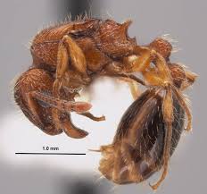 Attēlu rezultāti vaicājumam “Bilimbia tetramera”